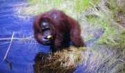 Orangutan in Tanjung Puting national park. Kalimantan,  Indonesia.