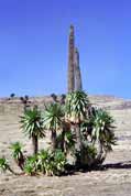 Lobelia in Simien mountains. Ethiopia.