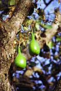 Fruit of kalabash which is used for drinks storing. Ethiopia.