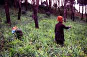 Work at fields. Myanmar (Burma).