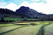 Rice field. Area around Kalaw village. Myanmar (Burma).