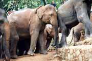Elephnat house in Mahaweli near Kendy. Sri Lanka.