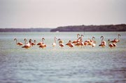 Pink Flamingo (Phoenicopterus ruber), Celestun. Mexico.