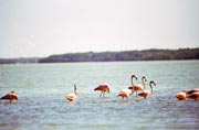Pink Flamingo (Phoenicopterus ruber), Celestun. Mexico.