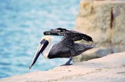 Pelicans, Celestun. Mexico.
