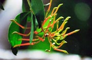 Flower. Mexico.