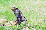 Iguana, Uxmal Mexico.