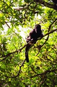 Monkey, Tikal. Guatemala.