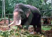 Elephnat house in Mahaweli near Kendy. Sri Lanka.
