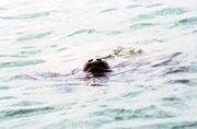 Manatee, Caye Caulker. Belize.