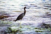 Heron, Paamul Mexico.