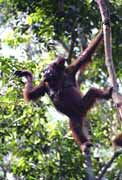 Orangutan in Tanjung Puting national park. Kalimantan, Indonesia.