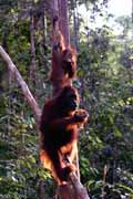 Orangutan in Tanjung Puting national park. Kalimantan, Indonesia.