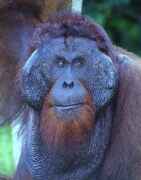 Kusasi - king of orangutans in Tanjung Puting national park. Kalimantan, Indonesia.