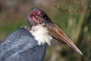 Marabou stork (Leptoptilos crumeniferus), Ziway lake. South,  Ethiopia.