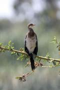 Bird, Ziway lake. Ethiopia.