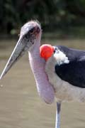 Marabou stork (Leptoptilos crumeniferus), Ziway lake. Ethiopia.