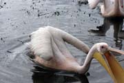 Pink-backed Pelican (Pelecanus rufescens), Shala lake. Ethiopia.