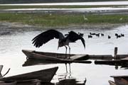 Marabou stork (Leptoptilos crumeniferus), Awasa lake. Ethiopia.