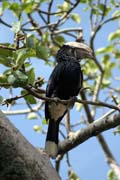 Silvery-cheeked Hornbill (Ceratogymna brevis), Awasa lake. South, Ethiopia.