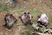 Meat sellers on the way to Yabelo. South, Ethiopia.