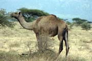 Camel on the way to Jinka. South, Ethiopia.