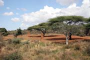 Termits around Jinka. South,  Ethiopia.