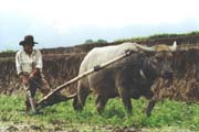 Working at rice field near Bukittingi. Sumatra, Indonesia.