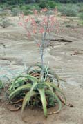 Flower, around Turmi. South,  Ethiopia.