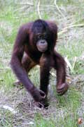 Orangutan in Tanjung Puting national park. Kalimantan, Indonesia.