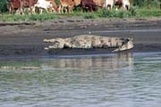 Crocodile, Arba Minch. Ethiopia.