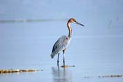 Goliath Heron (Ardea goliath), Arba Minch. Ethiopia.