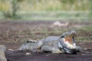 Crocodyle, Arba Minch. Ethiopia.