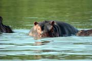 Hippo, Arba Minch. Ethiopia.