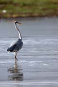Heron, Arba Minch. Ethiopia.