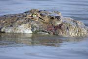Crocodyle, Arba Minch. Ethiopia.