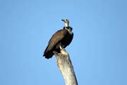 Hooded Vulture (Necrosyrtes monachus), Arba Minch area. Ethiopia.