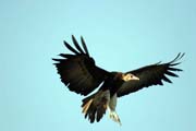 Hooded Vulture (Necrosyrtes monachus), Arba Minch area. Ethiopia.