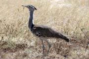 Kori Bustard (Ardeotis kori), Arba Minch area. South,  Ethiopia.