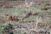 Wattled Lapwing (Vanellus senegallus), Arba Minch area. Ethiopia.