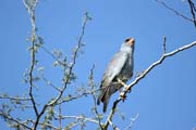 Pale Chanting Goshawk (Melierax poliopterus), Arba Minch area. South,  Ethiopia.