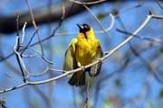 Black-headed Weaver (Ploceus melanocephalus)., Arba Minch area. South,  Ethiopia.