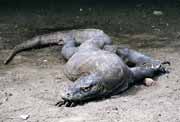 Komodo dragon at Rinca island. Nusa Tenggara,  Indonesia.