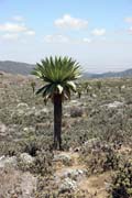 Bale Mountain National Park. Ethiopia.