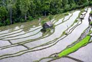 Rice fields. Bali,  Indonesia.