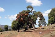 Bale Mountain National Park. Ethiopia.