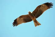Buzzard. Ethiopia.