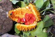 Tropical flower. South,  Ethiopia.