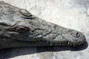 Crocodile, Arba Minch South,  Ethiopia.