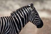 Zebra, Nechisar NP. South,  Ethiopia.
